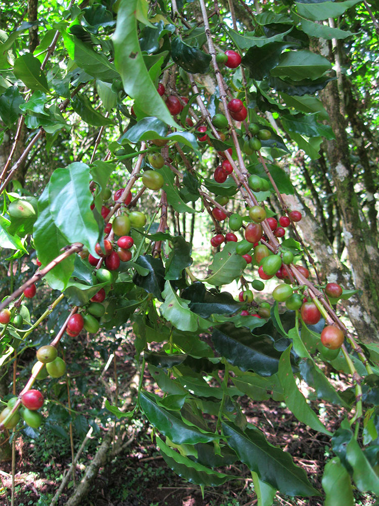 Coffee beans ready for harvest